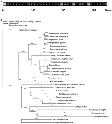 Characterization of a highly conserved MUC5B-degrading protease, MdpL, from Limosilactobacillus fermentum